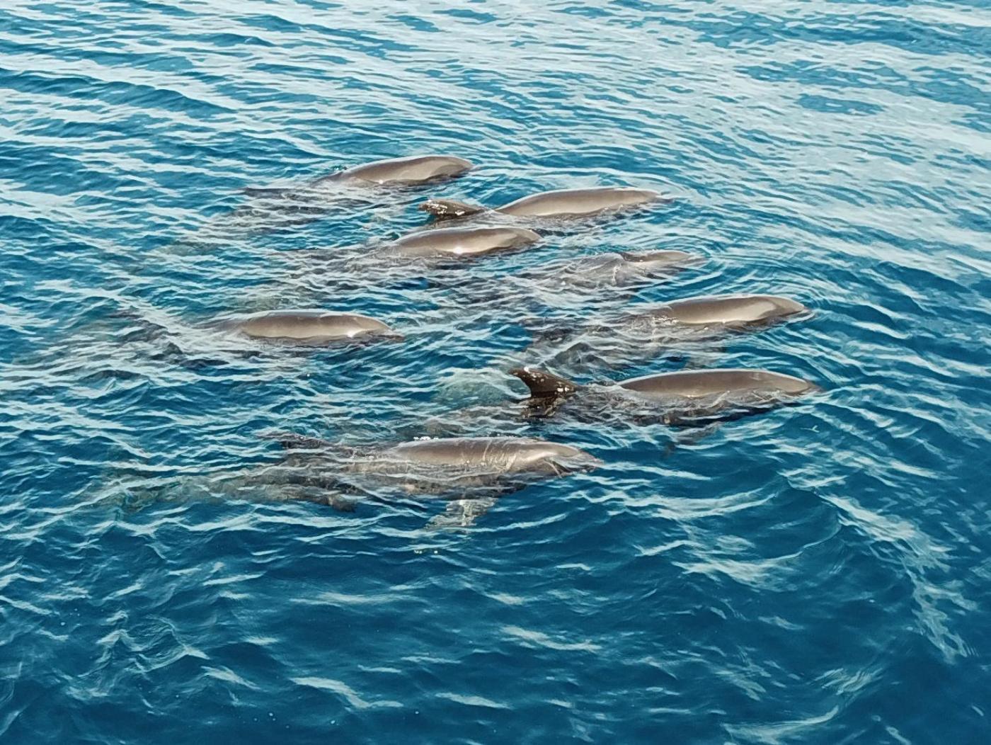 Atauro Dive Resort Beloi 외부 사진