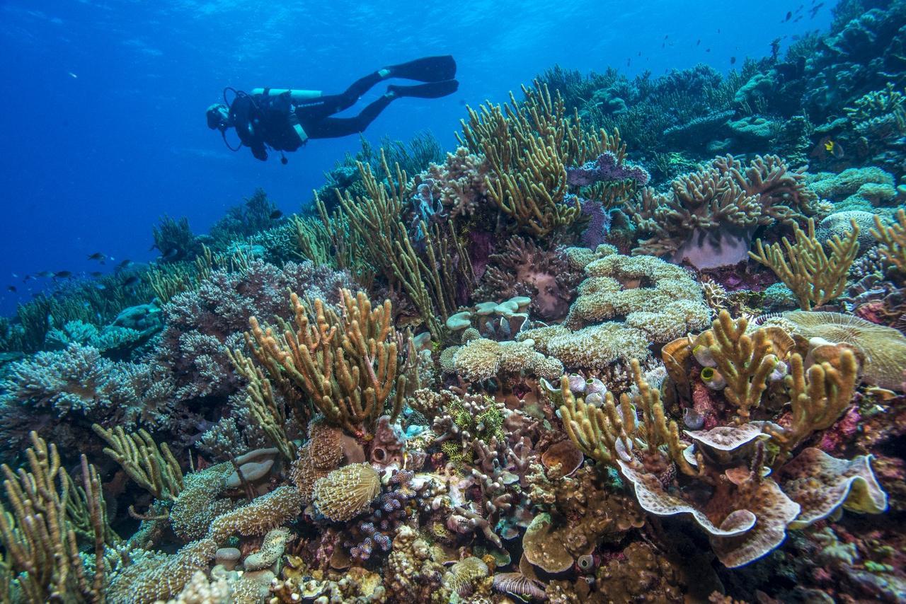 Atauro Dive Resort Beloi 외부 사진