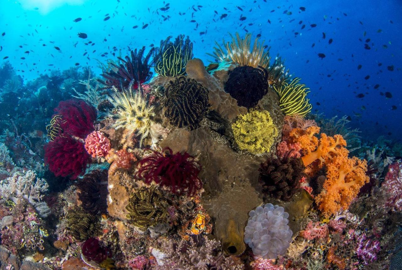 Atauro Dive Resort Beloi 외부 사진
