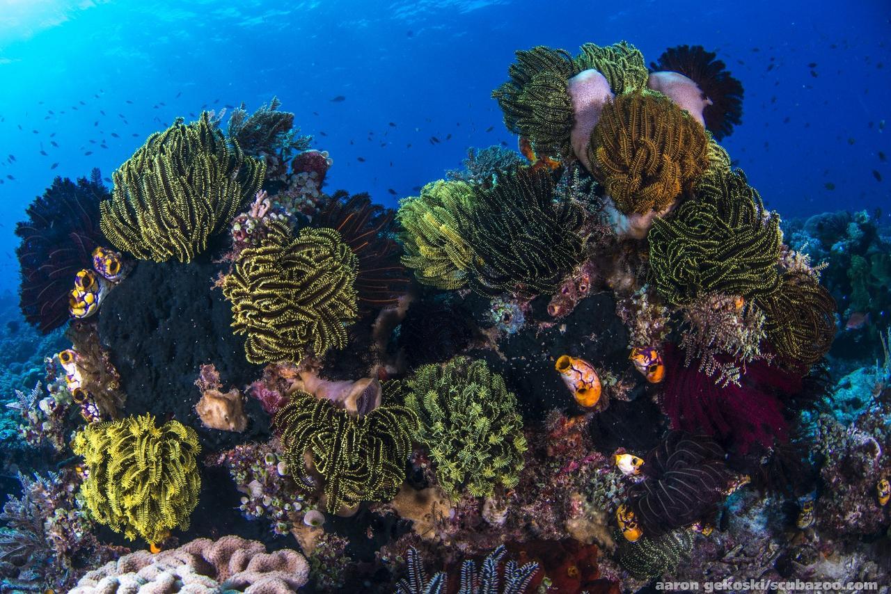 Atauro Dive Resort Beloi 외부 사진